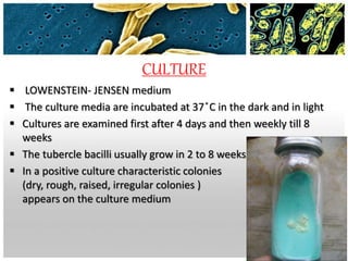 CULTURE
 LOWENSTEIN- JENSEN medium
 The culture media are incubated at 37 ̊C in the dark and in light
 Cultures are examined first after 4 days and then weekly till 8
weeks
 The tubercle bacilli usually grow in 2 to 8 weeks
 In a positive culture characteristic colonies
(dry, rough, raised, irregular colonies )
appears on the culture medium
 