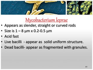 Mycobacterium leprae
• Appears as slender, straight or curved rods
• Size is 1 – 8 µm x 0.2-0.5 µm
• Acid fast
• Live bacilli - appear as solid uniform structure.
• Dead bacilli- appear as fragmented with granules.
41
 