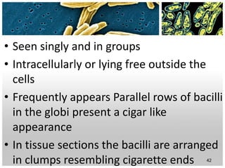 • Seen singly and in groups
• Intracellularly or lying free outside the
cells
• Frequently appears Parallel rows of bacilli
in the globi present a cigar like
appearance
• In tissue sections the bacilli are arranged
in clumps resembling cigarette ends 42
 