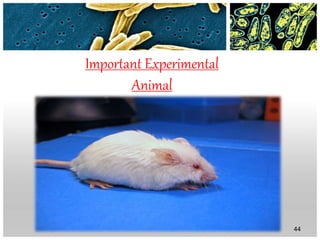 Important Experimental
Animal
44
 
