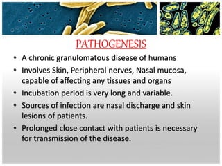 PATHOGENESIS
• A chronic granulomatous disease of humans
• Involves Skin, Peripheral nerves, Nasal mucosa,
capable of affecting any tissues and organs
• Incubation period is very long and variable.
• Sources of infection are nasal discharge and skin
lesions of patients.
• Prolonged close contact with patients is necessary
for transmission of the disease.
 