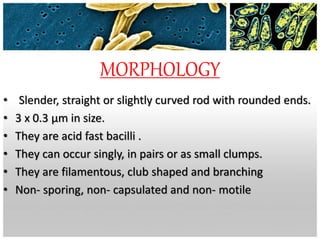 MORPHOLOGY
• Slender, straight or slightly curved rod with rounded ends.
• 3 x 0.3 μm in size.
• They are acid fast bacilli .
• They can occur singly, in pairs or as small clumps.
• They are filamentous, club shaped and branching
• Non- sporing, non- capsulated and non- motile
 