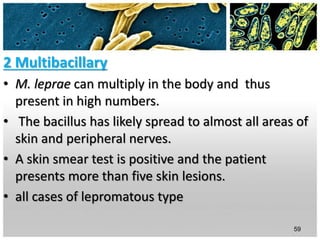 2 Multibacillary
• M. leprae can multiply in the body and thus
present in high numbers.
• The bacillus has likely spread to almost all areas of
skin and peripheral nerves.
• A skin smear test is positive and the patient
presents more than five skin lesions.
• all cases of lepromatous type
59
 