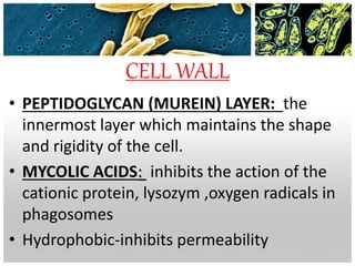 CELL WALL
• PEPTIDOGLYCAN (MUREIN) LAYER: the
innermost layer which maintains the shape
and rigidity of the cell.
• MYCOLIC ACIDS: inhibits the action of the
cationic protein, lysozym ,oxygen radicals in
phagosomes
• Hydrophobic-inhibits permeability
 