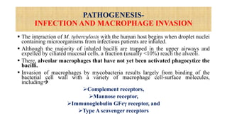 PATHOGENESIS-
INFECTION AND MACROPHAGE INVASION
 The interaction of M. tuberculosis with the human host begins when droplet nuclei
containing microorganisms from infectious patients are inhaled.
 Although the majority of inhaled bacilli are trapped in the upper airways and
expelled by ciliated mucosal cells, a fraction (usually <10%) reach the alveoli.
 There, alveolar macrophages that have not yet been activated phagocytize the
bacilli.
 Invasion of macrophages by mycobacteria results largely from binding of the
bacterial cell wall with a variety of macrophage cell-surface molecules,
including
Complement receptors,
Mannose receptor,
Immunoglobulin GFcγ receptor, and
Type A scavenger receptors
 