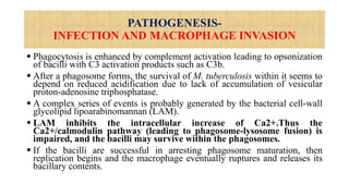 PATHOGENESIS-
INFECTION AND MACROPHAGE INVASION
 Phagocytosis is enhanced by complement activation leading to opsonization
of bacilli with C3 activation products such as C3b.
 After a phagosome forms, the survival of M. tuberculosis within it seems to
depend on reduced acidification due to lack of accumulation of vesicular
proton-adenosine triphosphatase.
 A complex series of events is probably generated by the bacterial cell-wall
glycolipid lipoarabinomannan (LAM).
 LAM inhibits the intracellular increase of Ca2+.Thus the
Ca2+/calmodulin pathway (leading to phagosome-lysosome fusion) is
impaired, and the bacilli may survive within the phagosomes.
 If the bacilli are successful in arresting phagosome maturation, then
replication begins and the macrophage eventually ruptures and releases its
bacillary contents.
 