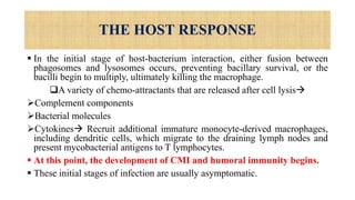 THE HOST RESPONSE
 In the initial stage of host-bacterium interaction, either fusion between
phagosomes and lysosomes occurs, preventing bacillary survival, or the
bacilli begin to multiply, ultimately killing the macrophage.
A variety of chemo-attractants that are released after cell lysis
Complement components
Bacterial molecules
Cytokines Recruit additional immature monocyte-derived macrophages,
including dendritic cells, which migrate to the draining lymph nodes and
present mycobacterial antigens to T lymphocytes.
 At this point, the development of CMI and humoral immunity begins.
 These initial stages of infection are usually asymptomatic.
 