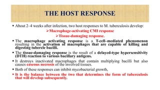 THE HOST RESPONSE
 About 2–4 weeks after infection, two host responses to M. tuberculosis develop:
Macrophage-activating CMI response
Tissue-damaging response.
 The macrophage activating response is a T-cell–mediated phenomenon
resulting in the activation of macrophages that are capable of killing and
digesting tubercle bacilli.
 The tissue-damaging response is the result of a delayed-type hypersensitivity
(DTH) reaction to various bacillary antigens.
 It destroys inactivated macrophages that contain multiplying bacilli but also
causes caseous necrosis of the involved tissues.
 Both of these responses can inhibit mycobacterial growth,
 It is the balance between the two that determines the form of tuberculosis
that will develop subsequently.
 