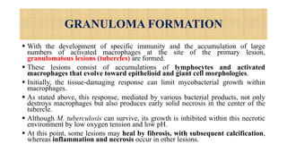 GRANULOMA FORMATION
 With the development of specific immunity and the accumulation of large
numbers of activated macrophages at the site of the primary lesion,
granulomatous lesions (tubercles) are formed.
 These lesions consist of accumulations of lymphocytes and activated
macrophages that evolve toward epithelioid and giant cell morphologies.
 Initially, the tissue-damaging response can limit mycobacterial growth within
macrophages.
 As stated above, this response, mediated by various bacterial products, not only
destroys macrophages but also produces early solid necrosis in the center of the
tubercle.
 Although M. tuberculosis can survive, its growth is inhibited within this necrotic
environment by low oxygen tension and low pH.
 At this point, some lesions may heal by fibrosis, with subsequent calcification,
whereas inflammation and necrosis occur in other lesions.
 