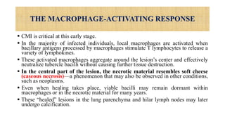 THE MACROPHAGE-ACTIVATING RESPONSE
 CMI is critical at this early stage.
 In the majority of infected individuals, local macrophages are activated when
bacillary antigens processed by macrophages stimulate T lymphocytes to release a
variety of lymphokines.
 These activated macrophages aggregate around the lesion’s center and effectively
neutralize tubercle bacilli without causing further tissue destruction.
 In the central part of the lesion, the necrotic material resembles soft cheese
(caseous necrosis)—a phenomenon that may also be observed in other conditions,
such as neoplasms.
 Even when healing takes place, viable bacilli may remain dormant within
macrophages or in the necrotic material for many years.
 These “healed” lesions in the lung parenchyma and hilar lymph nodes may later
undergo calcification.
 