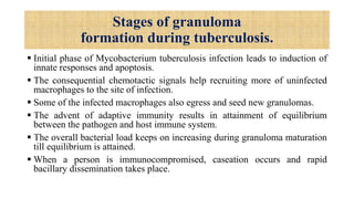 Stages of granuloma
formation during tuberculosis.
 Initial phase of Mycobacterium tuberculosis infection leads to induction of
innate responses and apoptosis.
 The consequential chemotactic signals help recruiting more of uninfected
macrophages to the site of infection.
 Some of the infected macrophages also egress and seed new granulomas.
 The advent of adaptive immunity results in attainment of equilibrium
between the pathogen and host immune system.
 The overall bacterial load keeps on increasing during granuloma maturation
till equilibrium is attained.
 When a person is immunocompromised, caseation occurs and rapid
bacillary dissemination takes place.
 