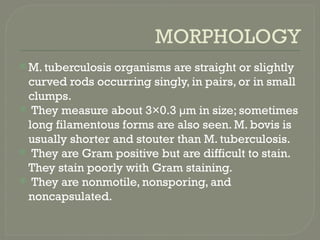 MORPHOLOGY
 M. tuberculosis organisms are straight or slightly
curved rods occurring singly, in pairs, or in small
clumps.
 They measure about 3×0.3 µm in size; sometimes
long filamentous forms are also seen. M. bovis is
usually shorter and stouter than M. tuberculosis.
 They are Gram positive but are difficult to stain.
They stain poorly with Gram staining.
 They are nonmotile, nonsporing, and
noncapsulated.
 