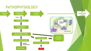 PATHOPHYSIOLOGY
EXPOSURE TO
SOURCE
AEROSOLIZA
TION
OF DROPLETS
MUCOCILIARY
BEATING
NO
INFECTION
(>50%)
CD4 LYMPHOCYTE
GRANULOMATOUS LESIONS
BEGINS TO FORM (NECROSIS)
BACTERIA MULTIPLY IN
MACROPHAGES
LESION LIQUIFIES
SPREAD TO BLOOD ORGANS
DEA
TH
BACTERIA CEASE TOGROW
IMMUNE
SUPPRESSION
REACTIVATION
BACTERIA
COUGHED UP IN
SPUTUM
LUNGS
 