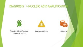 DIAGNOSIS > NUCLEIC ACIDAMPLIFICATION
Species identification
: several hours
Low sensitivity High cost
 