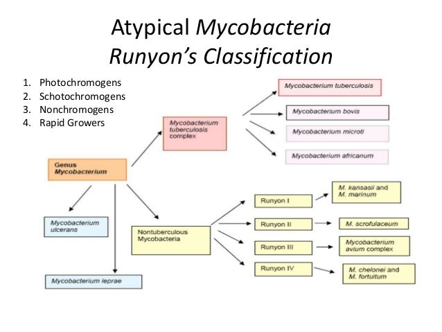 Atypical Mycobacterial Infection - Symptoms, Diagnosis ...