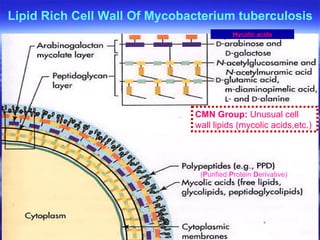 CMN Group:  Unusual cell wall lipids (mycolic acids,etc.) ( P urified  P rotein  D erivative) Lipid Rich Cell Wall Of Mycobacterium tuberculosis Mycolic acids 