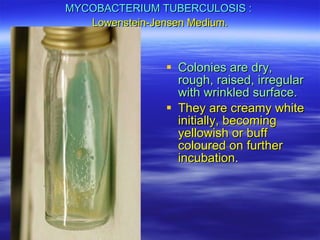 MYCOBACTERIUM TUBERCULOSIS :  Lowenstein-Jensen Medium. Colonies are dry, rough, raised, irregular with wrinkled surface. They are creamy white initially, becoming yellowish or buff coloured on further incubation . 