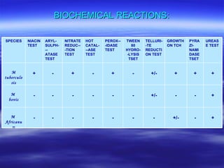 BIOCHEMICAL REACTIONS: + - +/- - - - - - - - M  Africanum + - - +/- - - - - - - M  bovis + + + +/- - + - + - + M tuberculosis UREASE TEST PYRAZI-NAMIDASE  TSET GROWTH ON TCH TELLURI--TE REDUCTION TEST TWEEN 80 HYDRO--LYSIS TSET PEROX---IDASE TEST HOT CATAL---ASE TEST NITRATE REDUC---TION TEST ARYL-SULPH---ATASE TEST NIACIN TEST SPECIES 