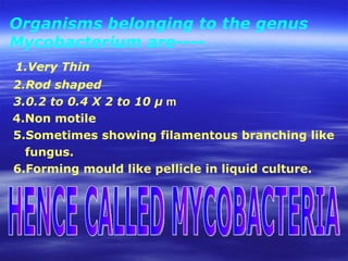 Organisms belonging to the genus Mycobacterium are---- 1.Very Thin 2.Rod shaped 3.0.2 to 0.4 X 2 to 10 µ  m 4.Non motile  5.Sometimes showing filamentous branching like  fungus. 6.Forming mould like pellicle in liquid culture. HENCE CALLED MYCOBACTERIA 