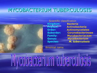MYCOBACTERIUM TUBERCULOSIS Mycobacterium tuberculosis Mycobacterium tuberculosis Scientific classification Kingdom:  Bacteria Phylum:  Actinobacteria Order:  Actinomycetales Suborder:  Corynebacterineae Family:  Mycobacteriaceae Genus:  Mycobacterium Species:   M. tuberculosis Binomial name 