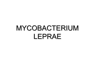 MYCOBACTERIUM
LEPRAE
 