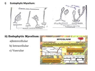 i) Ecotophytic Mycelium:
ii) Endophytic Mycelium:
a)Intercellular
b) Intracellular
c) Vascular
 