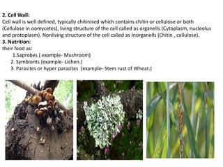 2. Cell Wall:
Cell wall is well defined, typically chitinised which contains chitin or cellulose or both
(Cellulose in oomycetes), living structure of the cell called as organells (Cytoplasm, nucleolus
and protoplasm). Nonliving structure of the cell called as Inorganells (Chitin , cellulose).
3. Nutrition:
their food as:
1.Saprobes ( example- Mushroom)
2. Symbionts (example- Lichen.)
3. Parasites or hyper parasites (example- Stem rust of Wheat.)
 