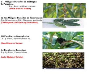 i) Obligate Parasites or Biotrophs:
3. Parasites:
E.g. Rust, mildews, viruses.
(Stem Rust of Wheat)
ii) Non Obligate Parasites or Necrotrophs:
E.g. Sclerotium rolfsii, Claviceps, Ventruria.
(Cercospora Leaf Spot og Groundnut)
iii) Facultative Saprophytes:
. E. g. Smut, Sphacelotheca sp.
(Head Smut of Jowar)
iv) Facultative Parasites:
E.g. Pythium, Phytophthora.
(Late Blight of Potato)
 