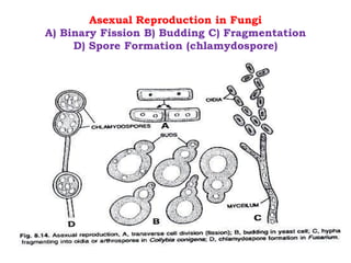 Asexual Reproduction in Fungi
A) Binary Fission B) Budding C) Fragmentation
D) Spore Formation (chlamydospore)
 