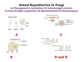 Sexual Reproduction In Fungi
A) Planogametic copulation B) Gametangial contact
C) Gametangial copulation D) Spematization E) Somatogamy
A C
B D and E
 