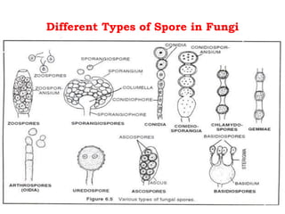 Different Types of Spore in Fungi
 