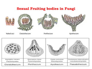 Sexual Fruiting bodies in Fungi
 