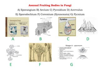 Asexual Fruiting Bodies in Fungi
A) Sporangium B) Aecium C) Pycnidium D) Acervulus
E) Sporodochium F) Coremium (Synnemata) G) Pycnium
A B C D
E F G
 