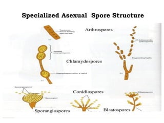 Specialized Asexual Spore Structure
 