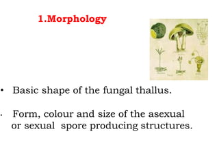 • Basic shape of the fungal thallus.
• Form, colour and size of the asexual
or sexual spore producing structures.
1.Morphology
 
