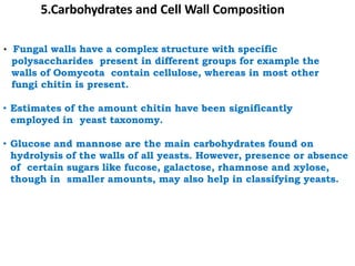 • Fungal walls have a complex structure with specific
polysaccharides present in different groups for example the
walls of Oomycota contain cellulose, whereas in most other
fungi chitin is present.
• Estimates of the amount chitin have been significantly
employed in yeast taxonomy.
• Glucose and mannose are the main carbohydrates found on
hydrolysis of the walls of all yeasts. However, presence or absence
of certain sugars like fucose, galactose, rhamnose and xylose,
though in smaller amounts, may also help in classifying yeasts.
5.Carbohydrates and Cell Wall Composition
 