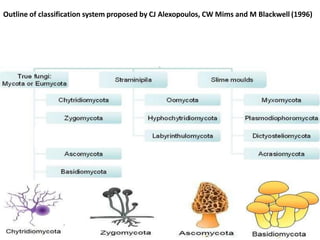 Outline of classification system proposed by CJ Alexopoulos, CW Mims and M Blackwell (1996)
 