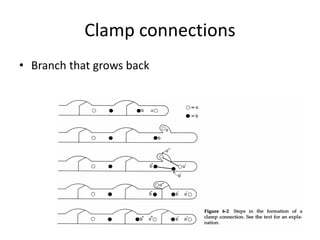Clamp connections
• Branch that grows back
 