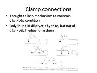 Clamp connections
• Thought to be a mechanism to maintain
dikaryotic condition
• Only found in dikaryotic hyphae, but not all
dikaryotic hyphae form them
 