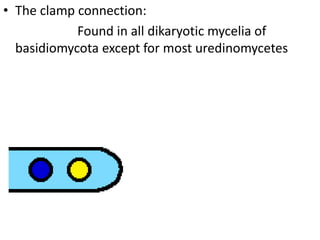 • The clamp connection:
Found in all dikaryotic mycelia of
basidiomycota except for most uredinomycetes
 