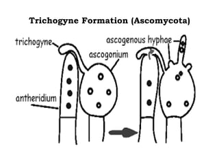 Trichogyne Formation (Ascomycota)
 