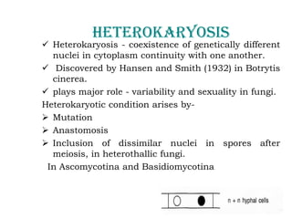 Heterokaryosis
✓ Heterokaryosis - coexistence of genetically different
nuclei in cytoplasm continuity with one another.
✓ Discovered by Hansen and Smith (1932) in Botrytis
cinerea.
✓ plays major role - variability and sexuality in fungi.
Heterokaryotic condition arises by-
➢ Mutation
➢ Anastomosis
➢ Inclusion of dissimilar nuclei in spores after
meiosis, in heterothallic fungi.
In Ascomycotina and Basidiomycotina
 