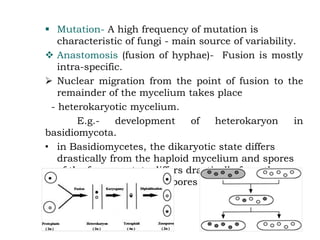 ▪ Mutation- A high frequency of mutation is
characteristic of fungi - main source of variability.
❖ Anastomosis (fusion of hyphae)- Fusion is mostly
intra-specific.
➢ Nuclear migration from the point of fusion to the
remainder of the mycelium takes place
- heterokaryotic mycelium.
E.g.- development of heterokaryon in
basidiomycota.
• in Basidiomycetes, the dikaryotic state differs
drastically from the haploid mycelium and spores
of the fungus. state differs drastically from the
haploid mycelium and spores of the fungus.
 