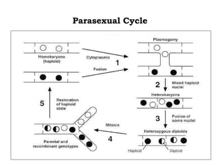 Parasexual Cycle
 