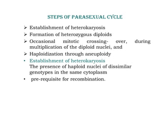 STEPS OF PARASEXUAL CYCLE
➢ Establishment of heterokaryosis
➢ Formation of heterozygous diploids
➢ Occasional mitotic crossing- over, during
multiplication of the diploid nuclei, and
➢ Haploidization through aneuploidy
• Establishment of heterokaryosis
The presence of haploid nuclei of dissimilar
genotypes in the same cytoplasm
• pre-requisite for recombination.
 