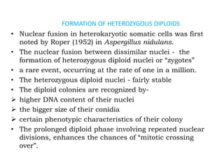 FORMATION OF HETEROZYGOUS DIPLOIDS
• Nuclear fusion in heterokaryotic somatic cells was first
noted by Roper (1952) in Aspergillus nidulans.
• The nuclear fusion between dissimilar nuclei - the
formation of heterozygous diploid nuclei or “zygotes”
• a rare event, occurring at the rate of one in a million.
• The heterozygous diploid nuclei - fairly stable
• The diploid colonies are recognized by-
➢ higher DNA content of their nuclei
➢ the bigger size of their conidia
➢ certain phenotypic characteristics of their colony
• The prolonged diploid phase involving repeated nuclear
divisions, enhances the chances of “mitotic crossing
over”.
 