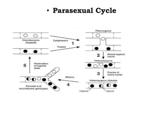 • Parasexual Cycle
 