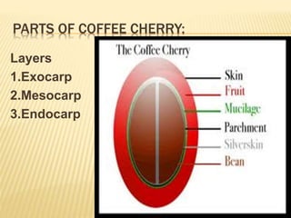 PARTS OF COFFEE CHERRY:
11
Layers
1.Exocarp
2.Mesocarp
3.Endocarp
 
