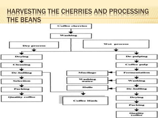 HARVESTING THE CHERRIES AND PROCESSING
THE BEANS
14
 