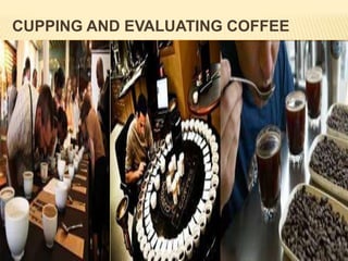 23
CUPPING AND EVALUATING COFFEE
 